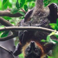 e1blog | Flying Fox: Wildlife Encounters in Kakadu