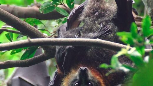 e1blog | Flying Fox: Wildlife Encounters in Kakadu