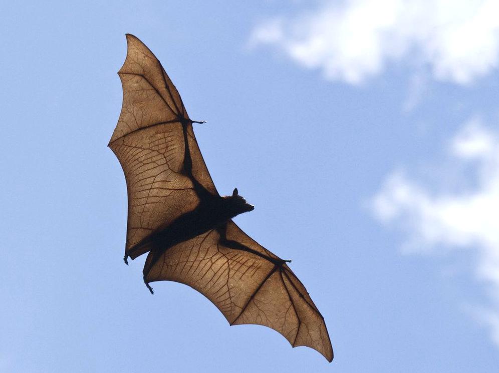 e1blog | Flying Fox: Wildlife Encounters in Kakadu