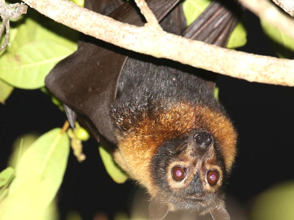 e1blog | Flying Fox: Wildlife Encounters in Kakadu