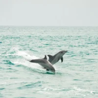 e1blog | Swim with Dolphins in Rockingham | Unforgettable Experience