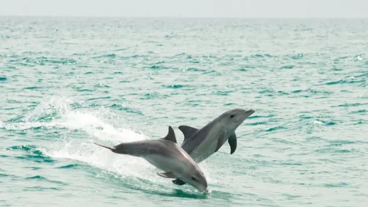 e1blog | Swim with Dolphins in Rockingham | Unforgettable Experience